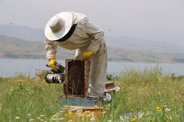 Foto - Toz taşınımı arıları böyle strese soktu! 