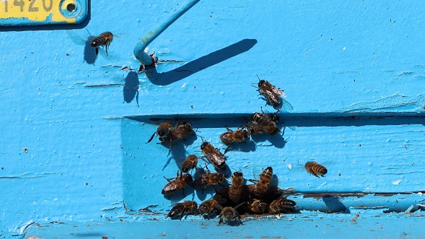 Foto - Toz taşınımı arıları böyle strese soktu! 
