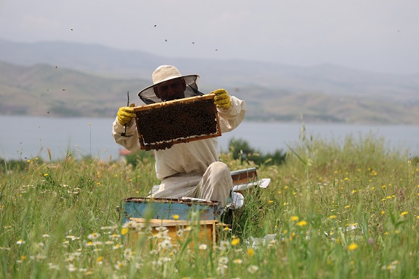 Toz taşınımı arıları böyle strese soktu! 
