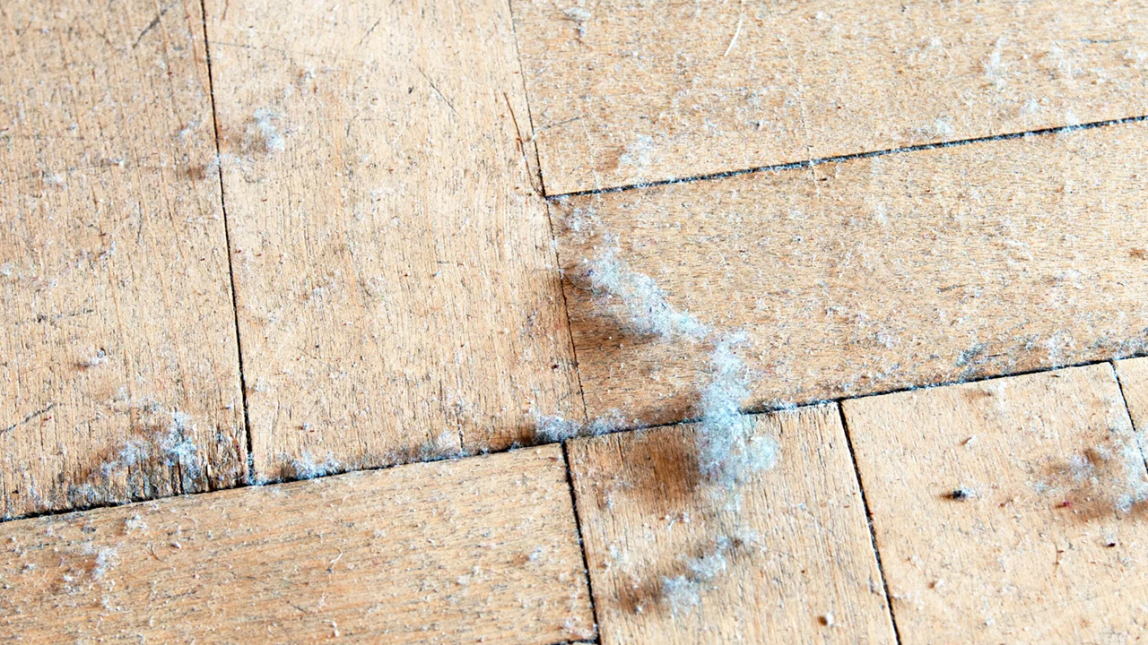 Foto - Tozu üzerine çeken doğal bitkiler, evinizde varsa şanslısınız! Adeta mıknatıs gibi çekiyor