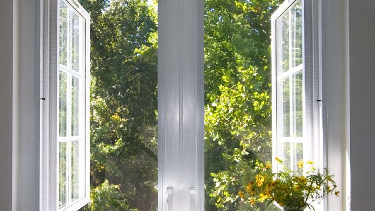 Foto - Tozu üzerine çeken doğal bitkiler, evinizde varsa şanslısınız! Adeta mıknatıs gibi çekiyor