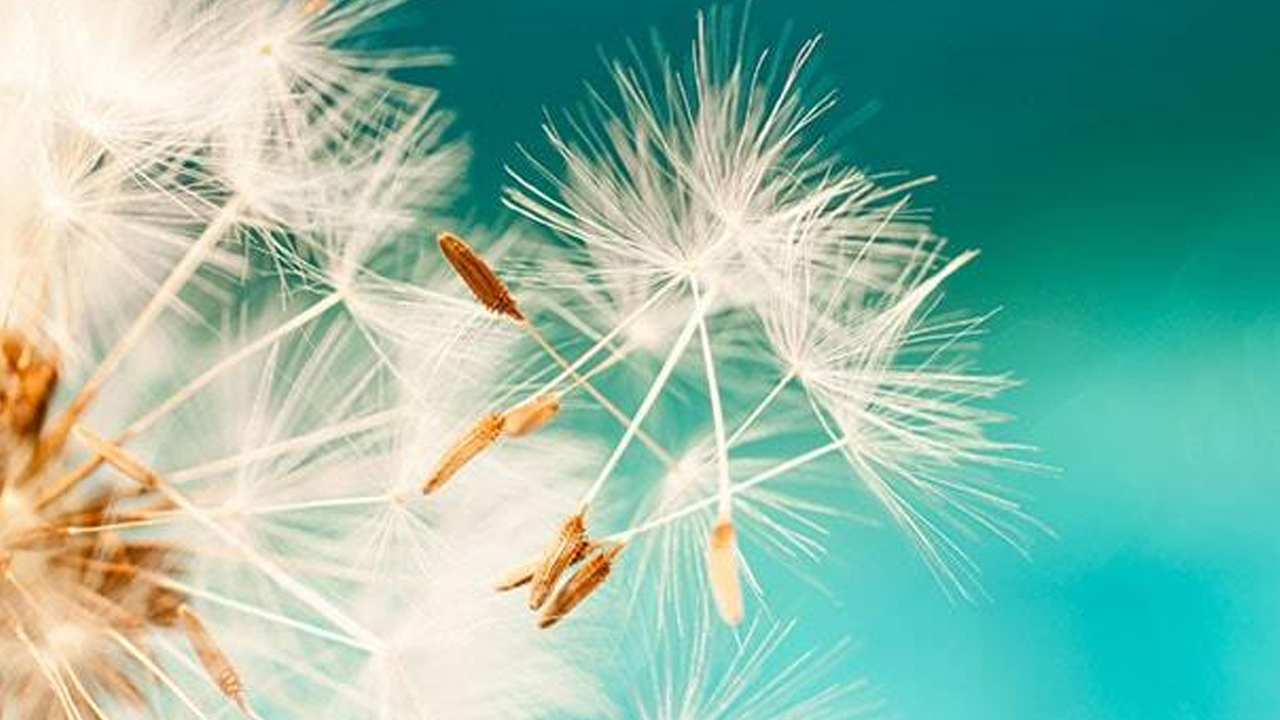 Foto - Tozu üzerine çeken doğal bitkiler, evinizde varsa şanslısınız! Adeta mıknatıs gibi çekiyor