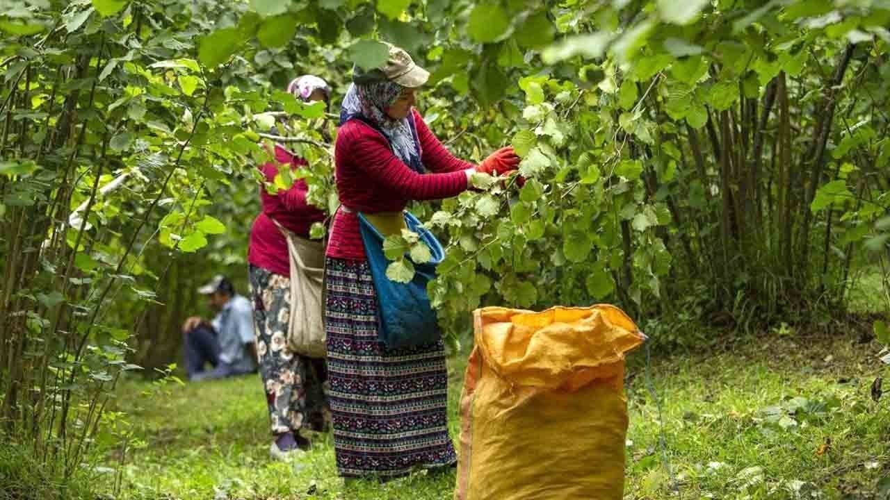Foto - Trabzon fındıkta kazandırdı: 613 milyon dolarlık ihracat!
