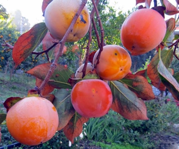 Foto - Trabzon hurmasının vücuda şaşırtan etkisi
