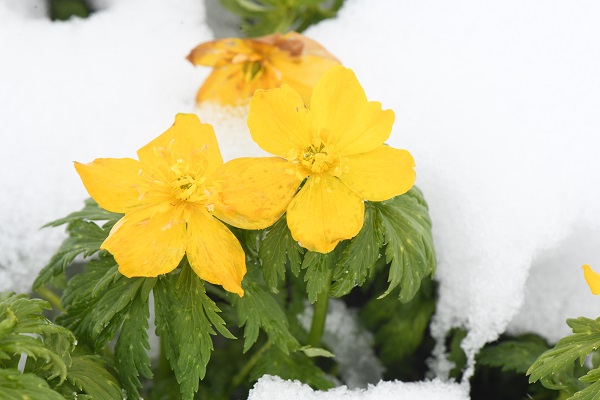 Foto - Trabzon yayalarında mayıs ayında kar manzaraları