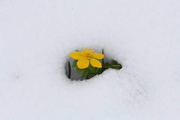 Foto - Trabzon yayalarında mayıs ayında kar manzaraları