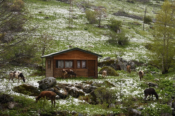 Foto - Trabzon yayalarında mayıs ayında kar manzaraları