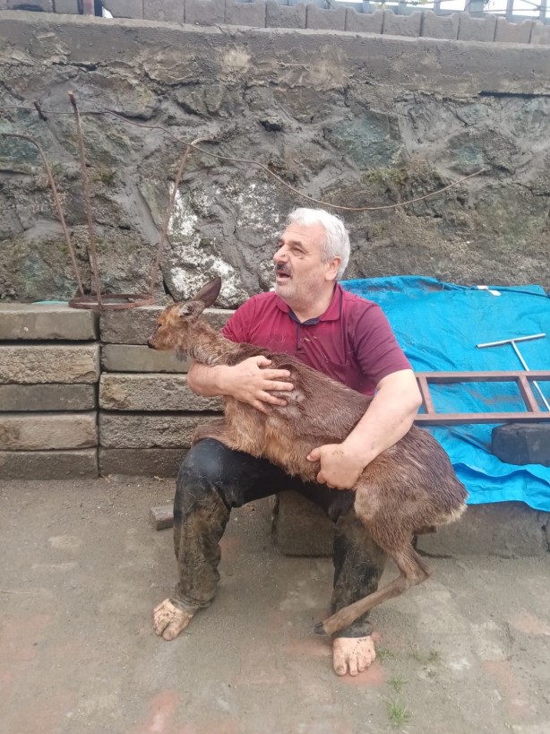 Trabzon'da dereye düşen karaca kurtarıldı