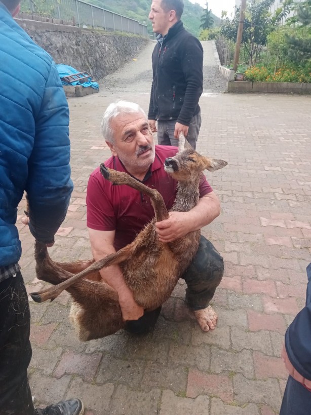 Foto - Trabzon'da dereye düşen karaca kurtarıldı