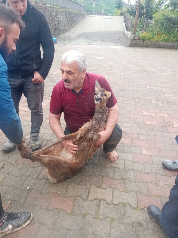 Foto - Trabzon'da dereye düşen karaca kurtarıldı