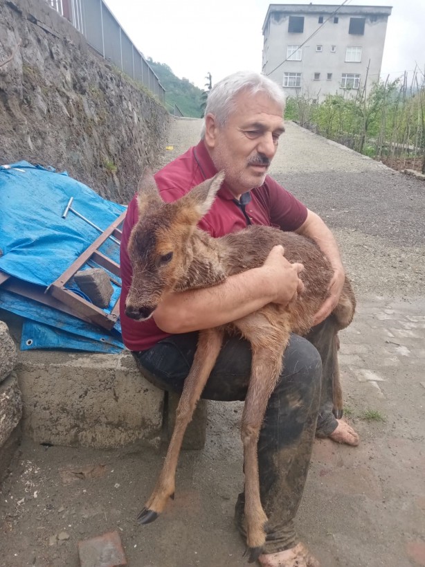 Foto - Trabzon'da dereye düşen karaca kurtarıldı