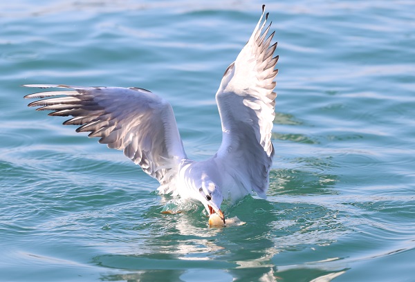 Foto - Trabzon'da martıların yiyecek arayışı