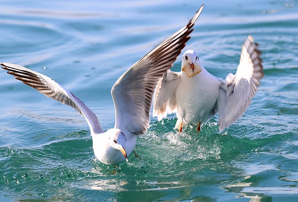 Foto - Trabzon'da martıların yiyecek arayışı