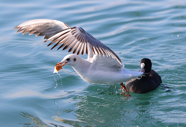 Foto - Trabzon'da martıların yiyecek arayışı