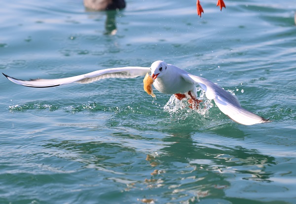 Foto - Trabzon'da martıların yiyecek arayışı