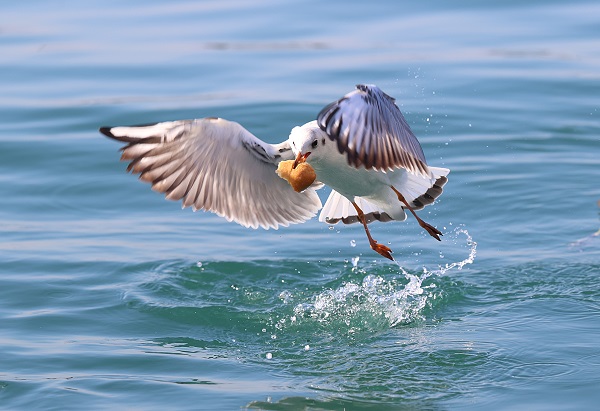 Foto - Trabzon'da martıların yiyecek arayışı