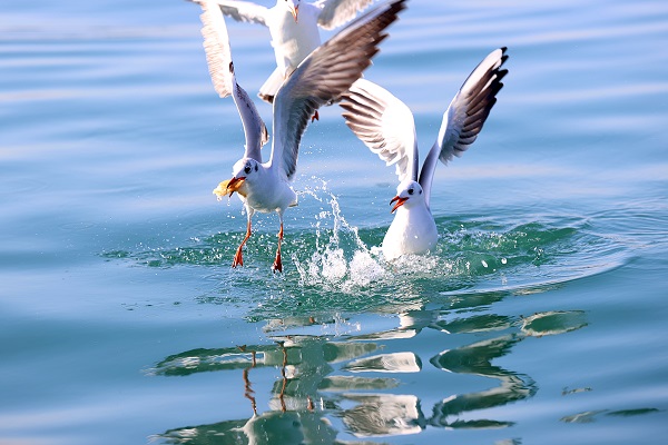 Foto - Trabzon'da martıların yiyecek arayışı