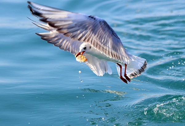 Foto - Trabzon'da martıların yiyecek arayışı
