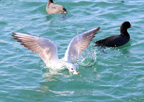 Foto - Trabzon'da martıların yiyecek arayışı