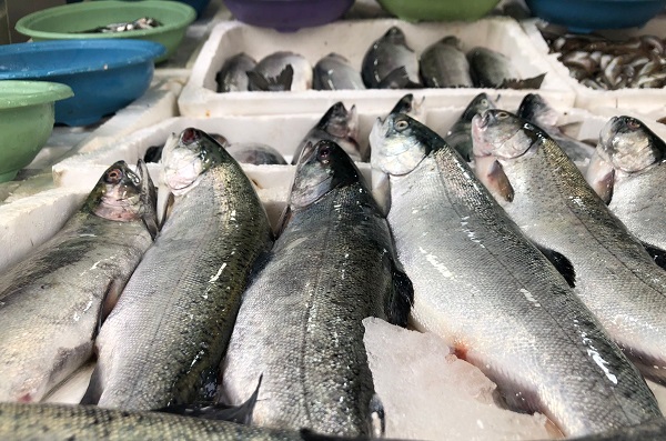 Foto - Trabzon'dan kaçan somonlar Rizelilerin yüzünü güldürdü
