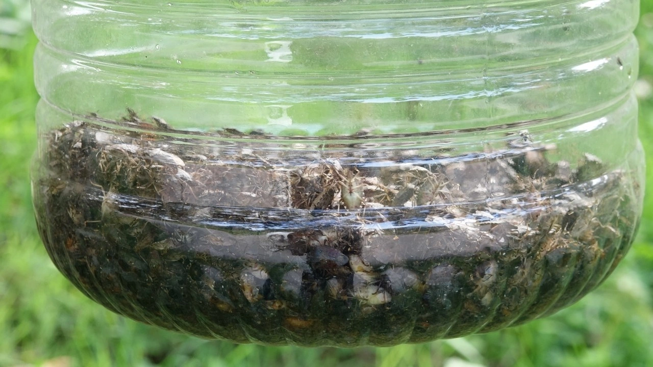 Foto - Trabzonlu vatandaşlar pencerelerini açamıyor: Soğuk hava geldi istila başladı