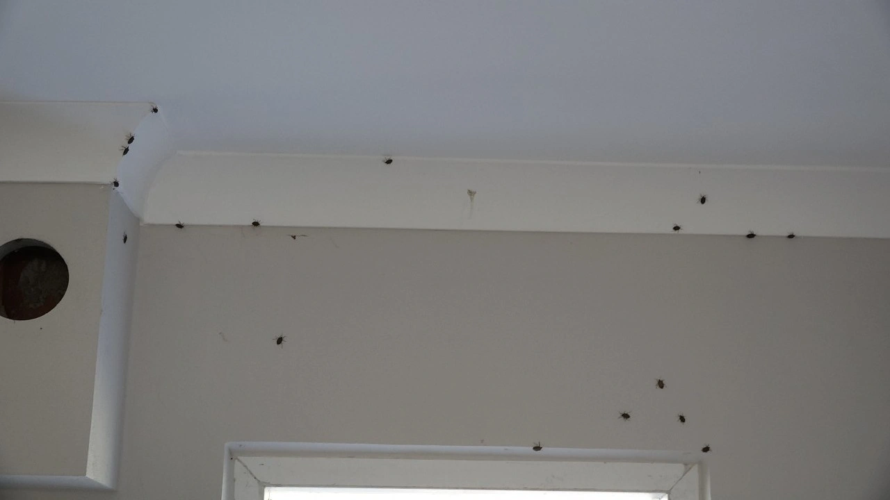 Foto - Trabzonlu vatandaşlar pencerelerini açamıyor: Soğuk hava geldi istila başladı