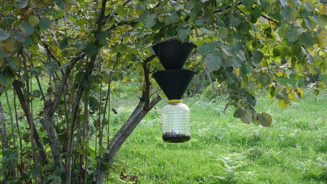 Trabzonlu vatandaşlar pencerelerini açamıyor: Soğuk hava geldi istila başladı