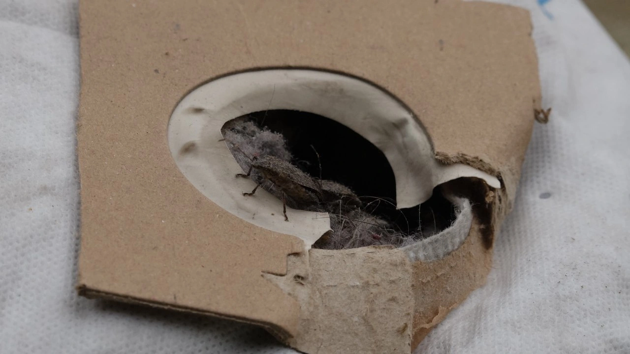 Foto - Trabzonlu vatandaşlar pencerelerini açamıyor: Soğuk hava geldi istila başladı