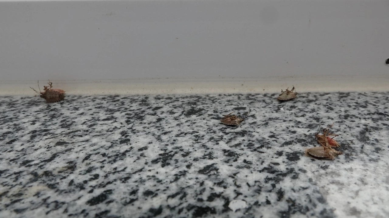 Foto - Trabzonlu vatandaşlar pencerelerini açamıyor: Soğuk hava geldi istila başladı