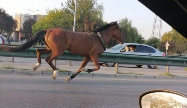 Foto - Trafiği birbirine katan at dört nala koştu