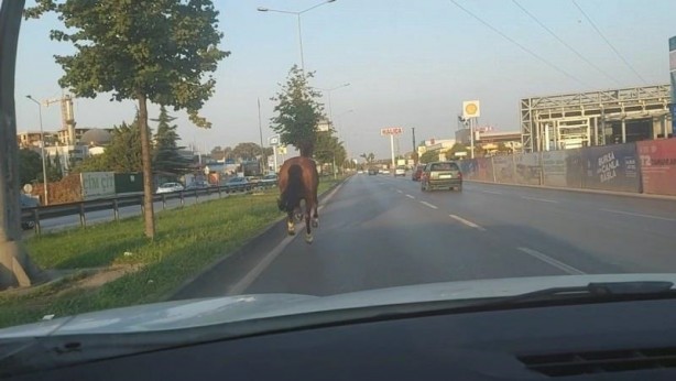 Foto - Trafiği birbirine katan at dört nala koştu