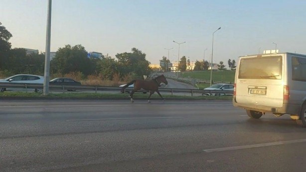 Trafiği birbirine katan at dört nala koştu