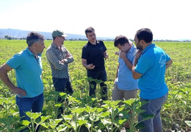 Trakya’dan sonra şimdi de Kütahya Ayçiçeğinde kötü haber
