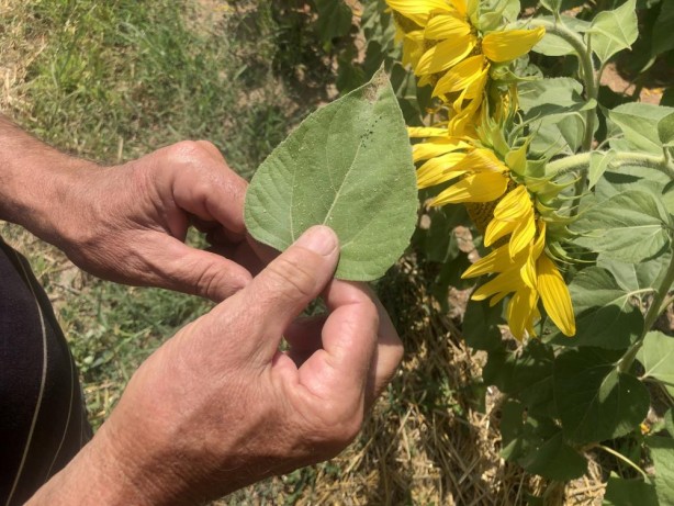 Foto - Trakya'yı istila ettiler! "Bu bizim için geriye dönülmez son gibi"