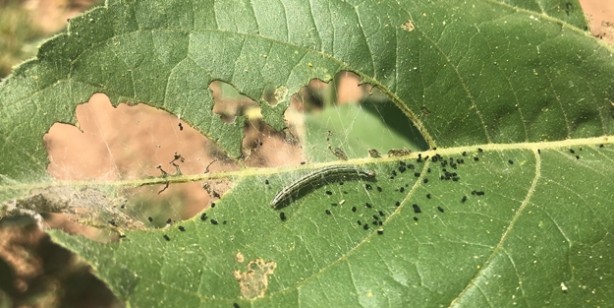Foto - Trakya'yı istila ettiler! "Bu bizim için geriye dönülmez son gibi"