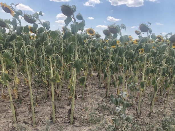 Foto - Trakya'yı istila ettiler! "Bu bizim için geriye dönülmez son gibi"