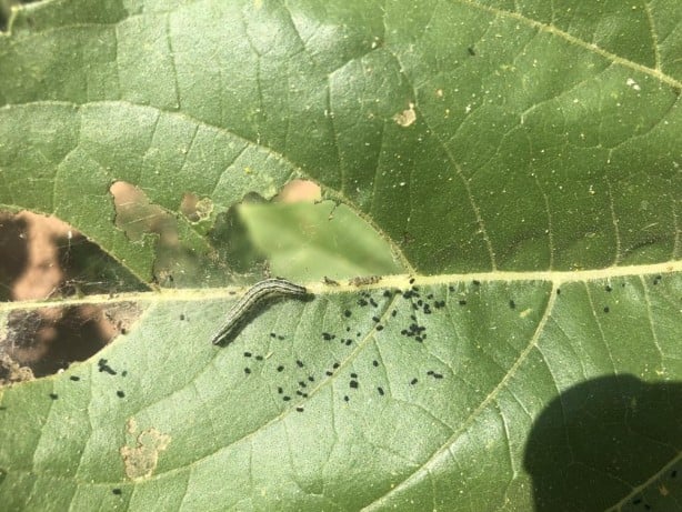 Foto - Trakya'yı istila ettiler! "Bu bizim için geriye dönülmez son gibi"