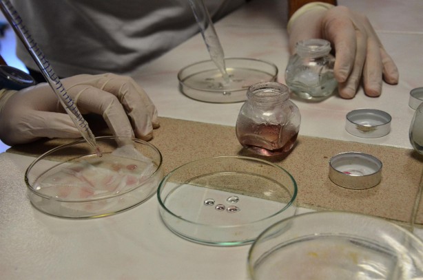 Foto - TÜBİTAK'ın projelerini reddettiği liselilere Harvard'dan davet