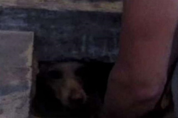 Foto - Tuğlaların altından bakın ne çıktı!