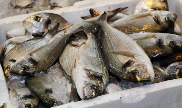Foto - TÜİK'ten korkutan veriler! 'Böyle giderse balık kalmayacak'