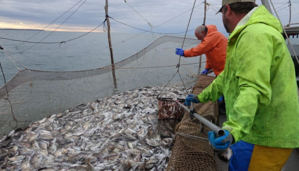 Foto - TÜİK'ten korkutan veriler! 'Böyle giderse balık kalmayacak'