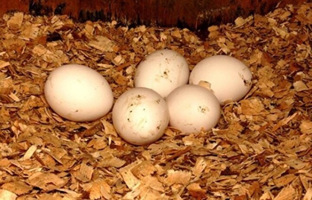 Foto - Tüketiciler dikkat! Yumurtadaki numaralar ne manaya geliyor?