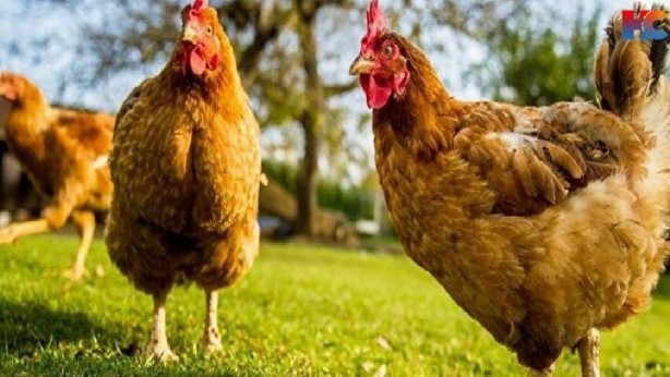 Foto - Tüketiciler dikkat! Yumurtadaki numaralar ne manaya geliyor?