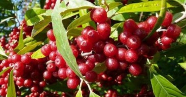 Foto - Tükettiğimiz yiyecekler hakkında şoke eden bilgiler