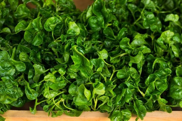 Foto - Tükettiğiniz anda ölü hücreleri yeniliyor!