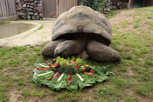Foto - Tuki 103 yaşına girdi! En yaşlı sakini...