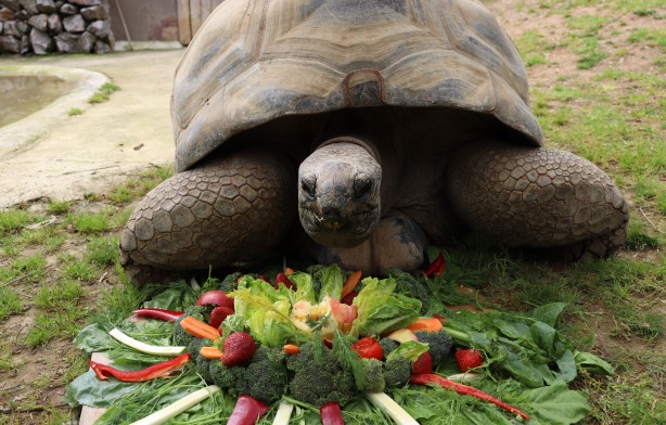 Foto - Tuki 103 yaşına girdi! En yaşlı sakini...