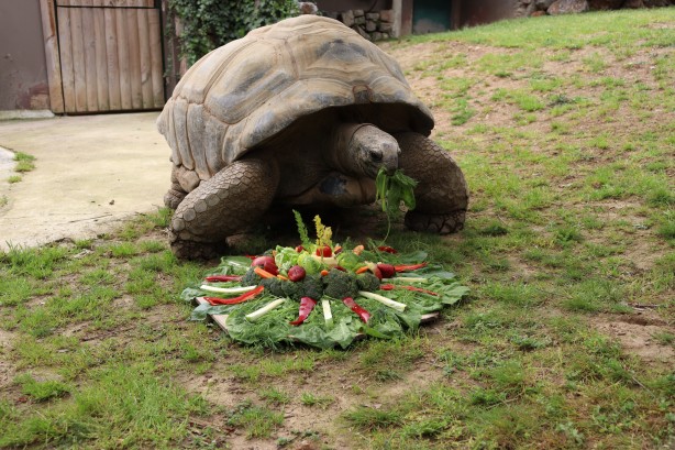 Foto - Tuki 103 yaşına girdi! En yaşlı sakini...