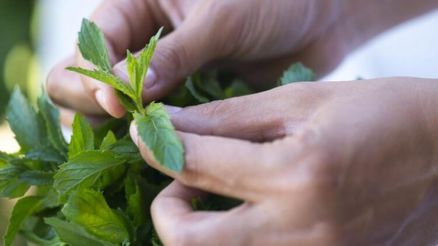 Foto - Tüm ağrıyı anında yok ediyor! İşte mucizevi doğal ilaç...