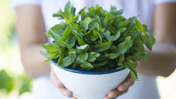 Foto - Tüm ağrıyı anında yok ediyor! İşte mucizevi doğal ilaç...